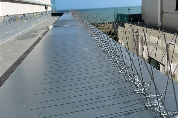 Bird Proofing