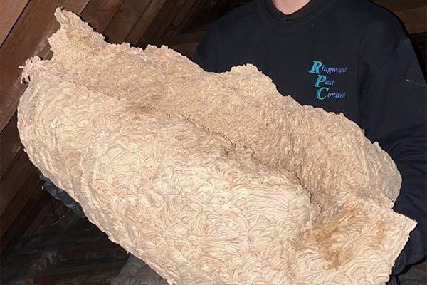 Wasp Nest Removal